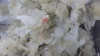 Media type: image; Invertebrate Zoology 153851   Description: live specimen;